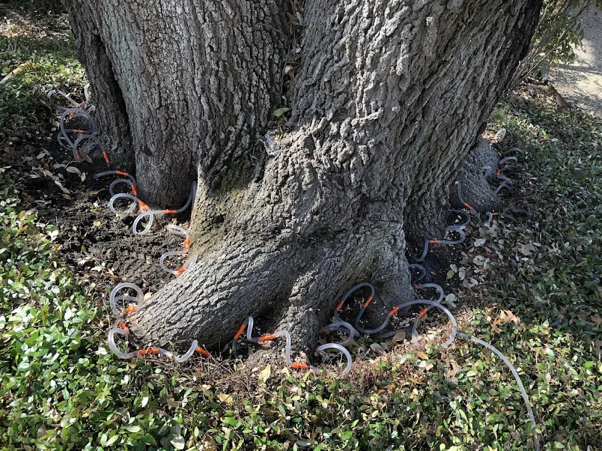 Detailed Tree Cabling and Bracing job site in Kingston Mines