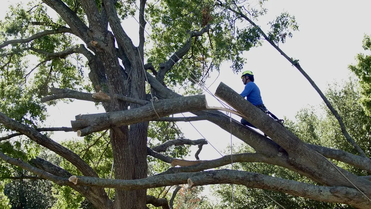 Professional Crown Thinning performed by certified arborists in Kingston Mines