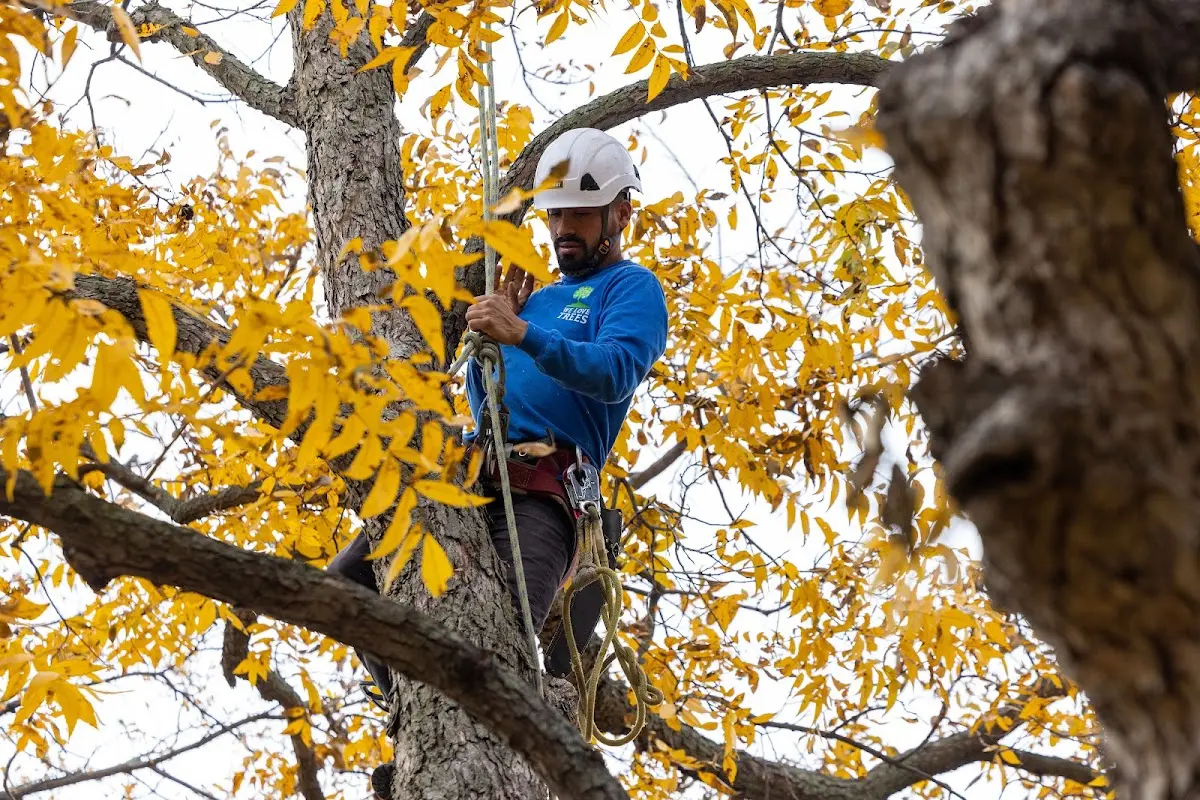 Skilled Tree Pruning crew working in Kingston Mines